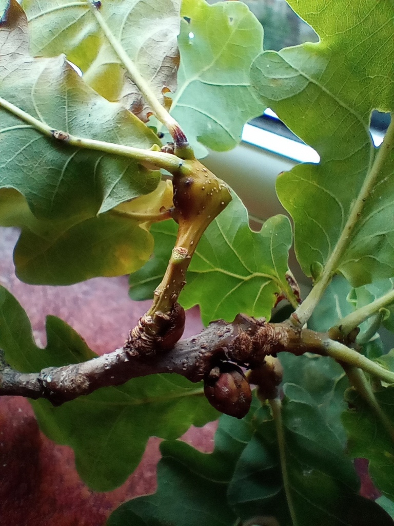 Twig Gall Causer