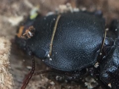 Tenebroides americanus