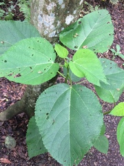 Heliocarpus americanus