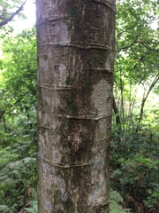 Heliocarpus americanus