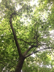 Heliocarpus americanus
