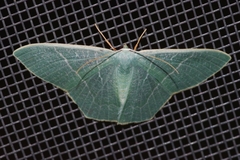 Pelagodes proquadraria