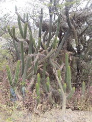 Borzicactus sepium