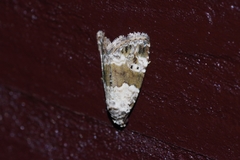 Maliattha signifera