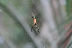 Trichonephila clavipes image