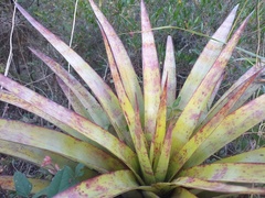Tillandsia secunda