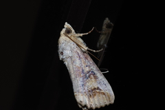 Hypocala biarcuata