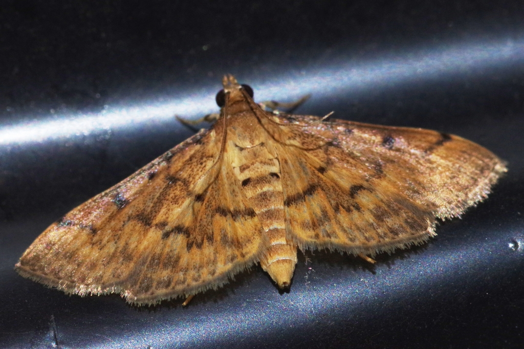 Herpetogramma submarginalis