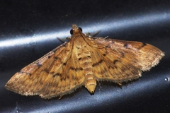 Herpetogramma submarginalis