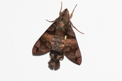 Macroglossum pyrrhosticta