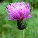 Melancholy Thistle - Photo (c) nz_willowherb, some rights reserved (CC BY-NC)