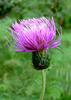 Melancholy Thistle - Photo (c) nz_willowherb, some rights reserved (CC BY-NC)