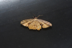 Monobolodes prunaria