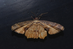 Monobolodes prunaria