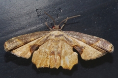 Monobolodes prunaria