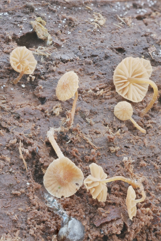 Phaeomarasmius borealis