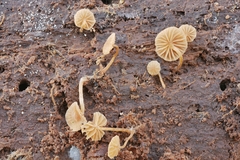 Phaeomarasmius borealis