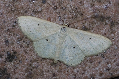 Scopula emma