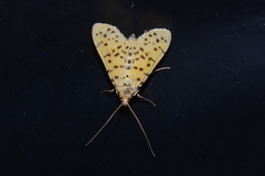 Conogethes punctiferalis