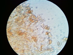 Phaeomarasmius borealis