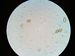 Phaeomarasmius borealis