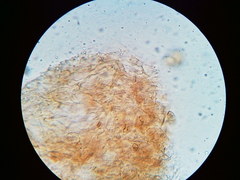 Phaeomarasmius borealis