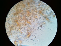 Phaeomarasmius borealis