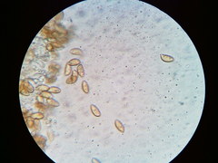 Phaeomarasmius borealis