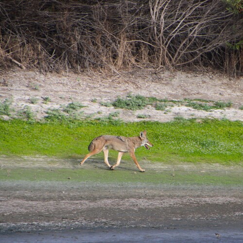 iNaturalist observation photo of Coyote