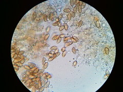 Phaeomarasmius borealis