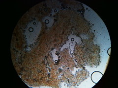 Phaeomarasmius borealis