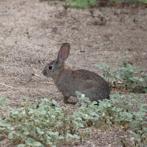 iNaturalist observation photo of Desert Cottontail