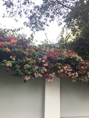 Bougainvillea