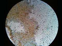 Phaeomarasmius borealis