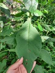 Triosteum aurantiacum