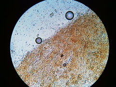 Phaeomarasmius borealis