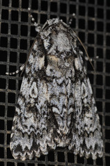 Acronicta marmorata