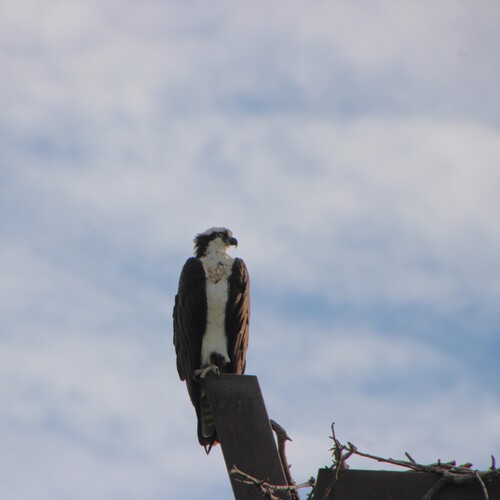 iNaturalist observation photo of Osprey