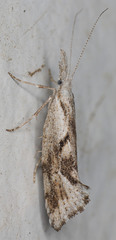 Euceratia securella