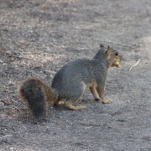 iNaturalist observation photo of Eastern Fox Squirrel