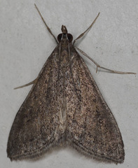 Pyrausta napaealis