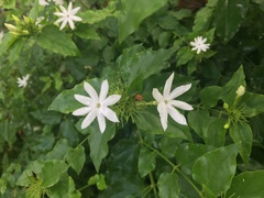 Jasminum polyanthum