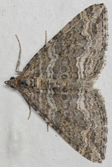 Perizoma custodiata