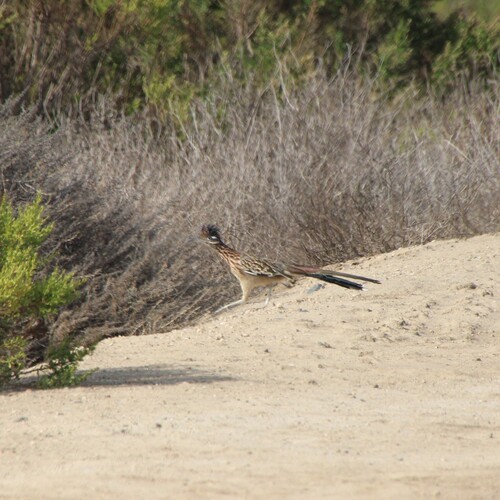 iNaturalist observation photo of Greater Roadrunner