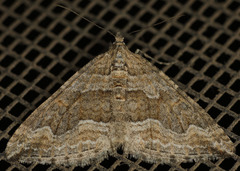 Perizoma custodiata