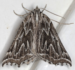 Plataea californiaria