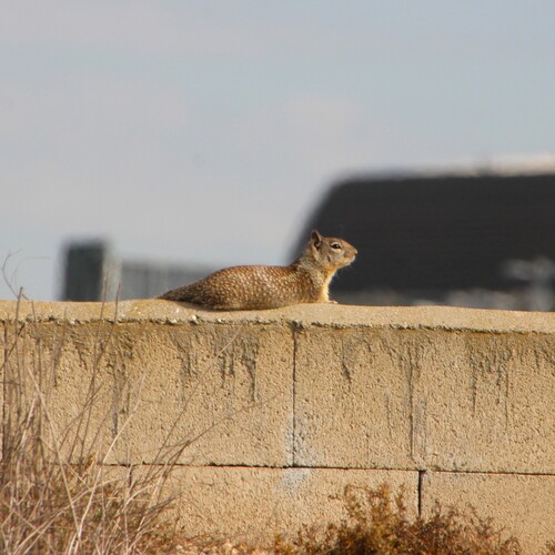 iNaturalist observation photo of California Ground Squirrel