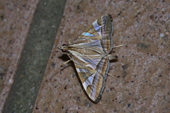 Agrioglypta itysalis