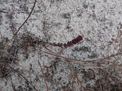 Lechea maritima maritima