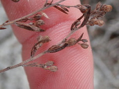 Lechea maritima maritima